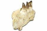 Fossil Mosasaur (Thalassotitan) Jaw Section with Teeth - Morocco #368246-4